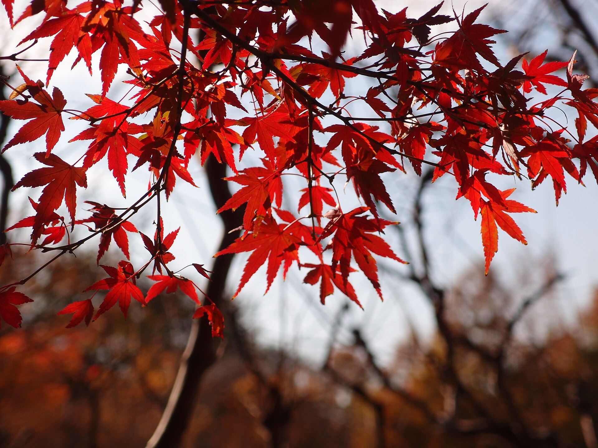 Arces en otoño en los jardines del este del Palacio Imperial