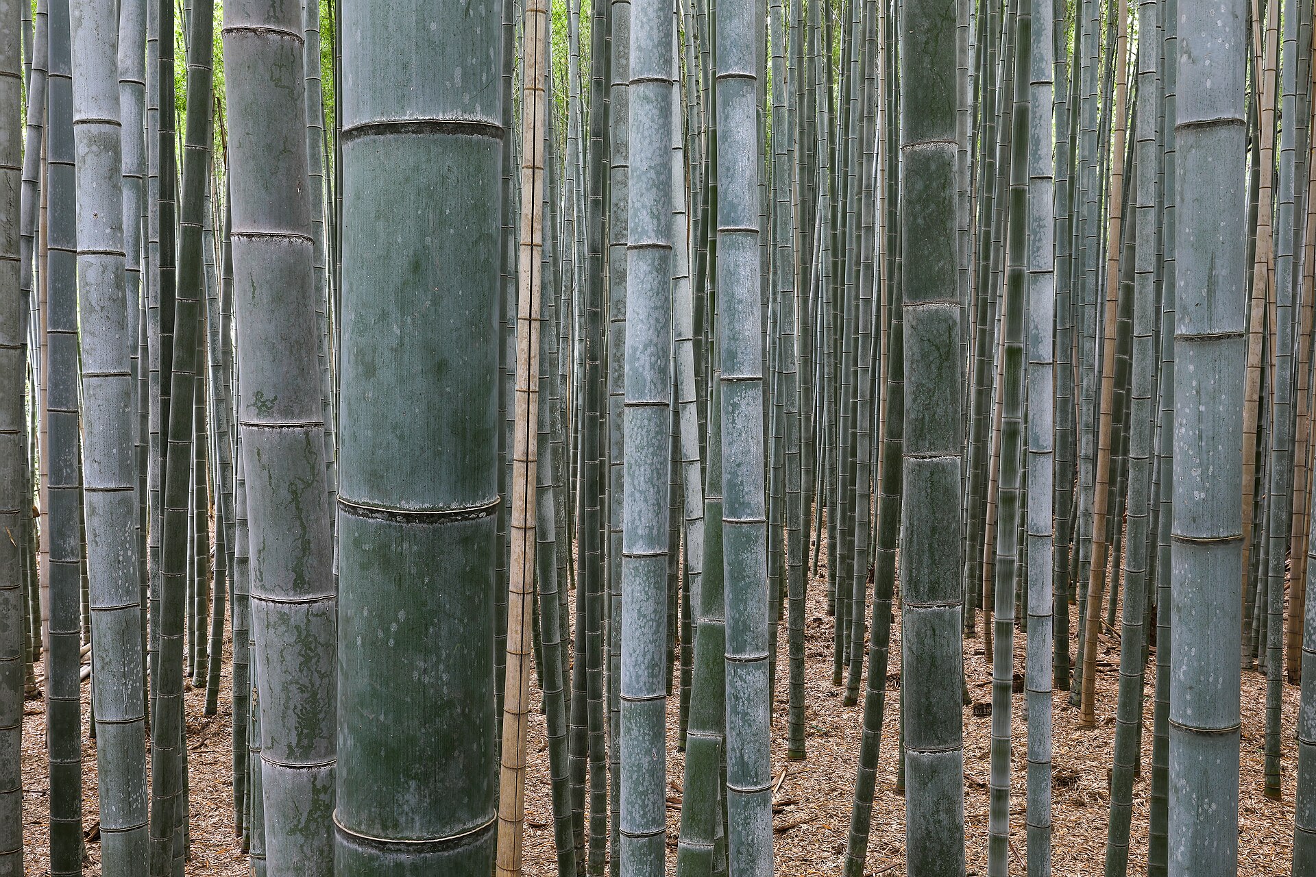Bambúes gigantes del bosque de bambú de Arashiyama