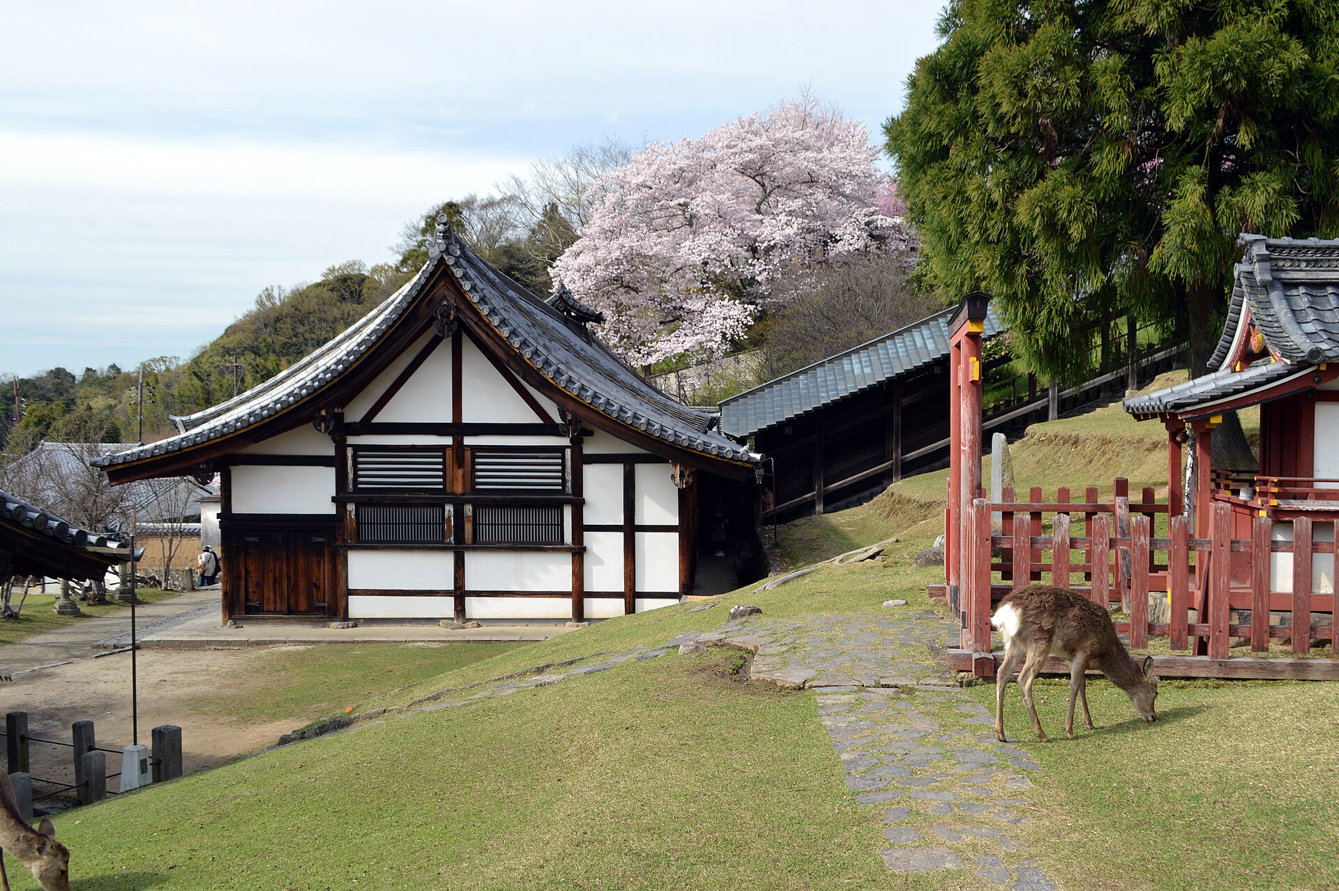 Un ciervo al pie del Nigatsu-dō del Tōdai-ji, bajo un cerezo en flor