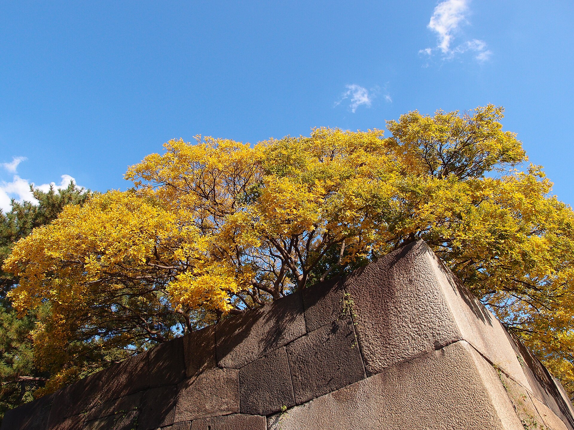 Follaje otoñal sobre las murallas del antiguo castillo de Edo, en los Jardines del Este del Palacio Imperial