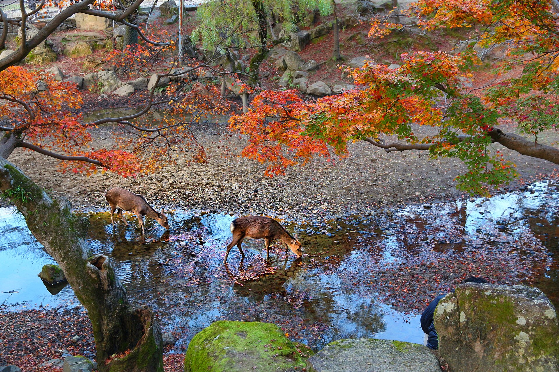 Ciervos del parque de Nara bebiendo bajo los arces de otoño
