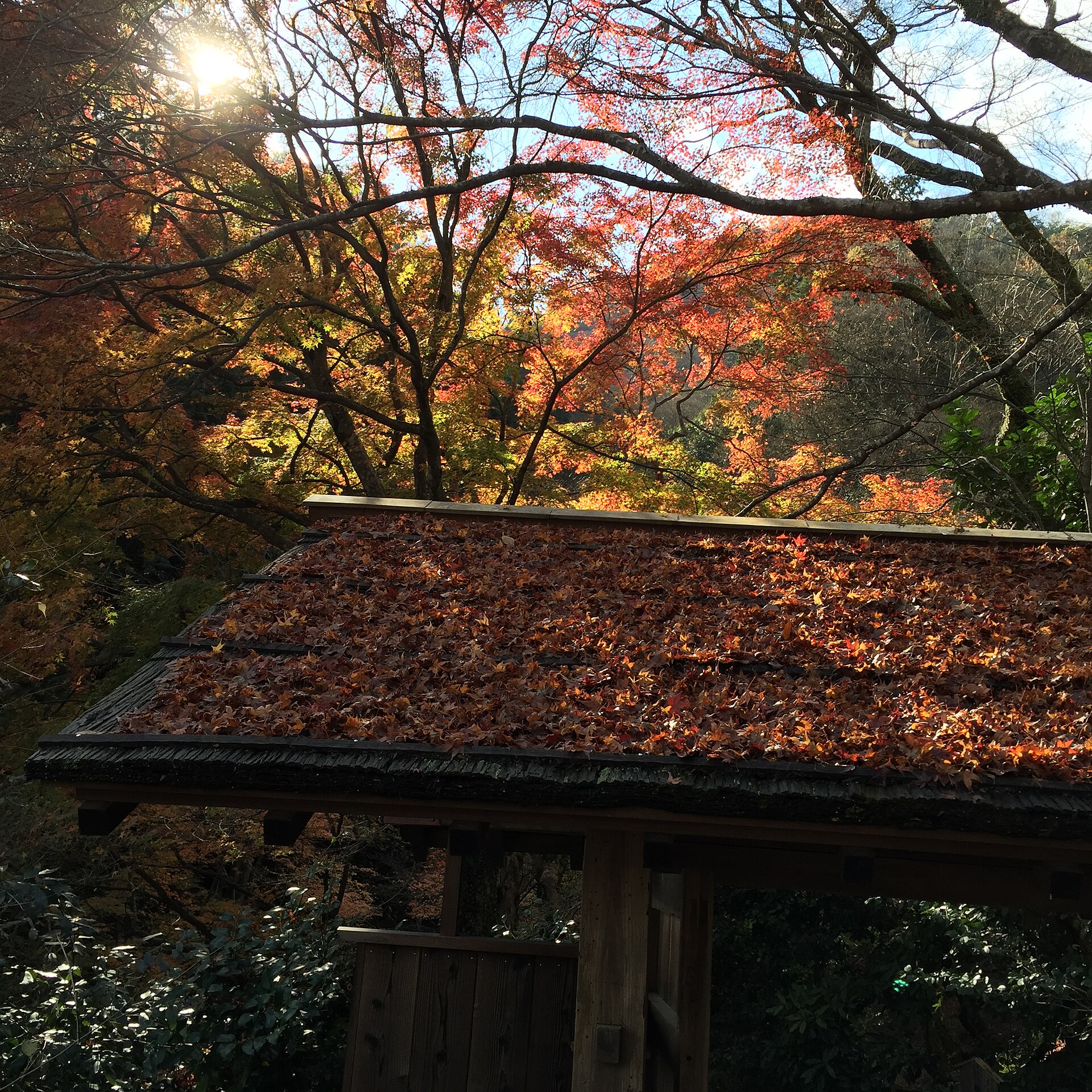 Una puerta de Hoshinoya Kyoto bajo los arces de otoño