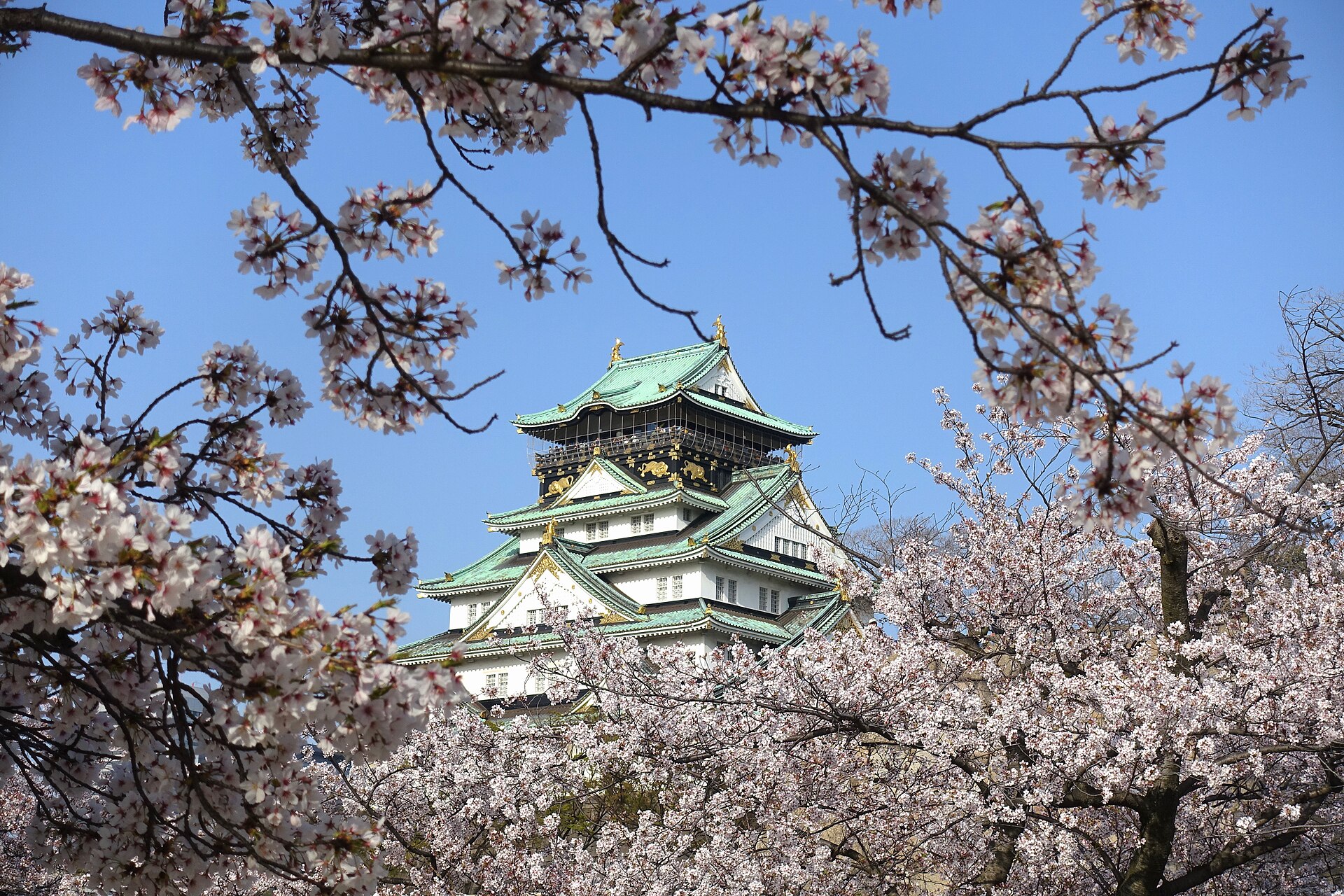 La torre del castillo de Osaka entre cerezos en flor