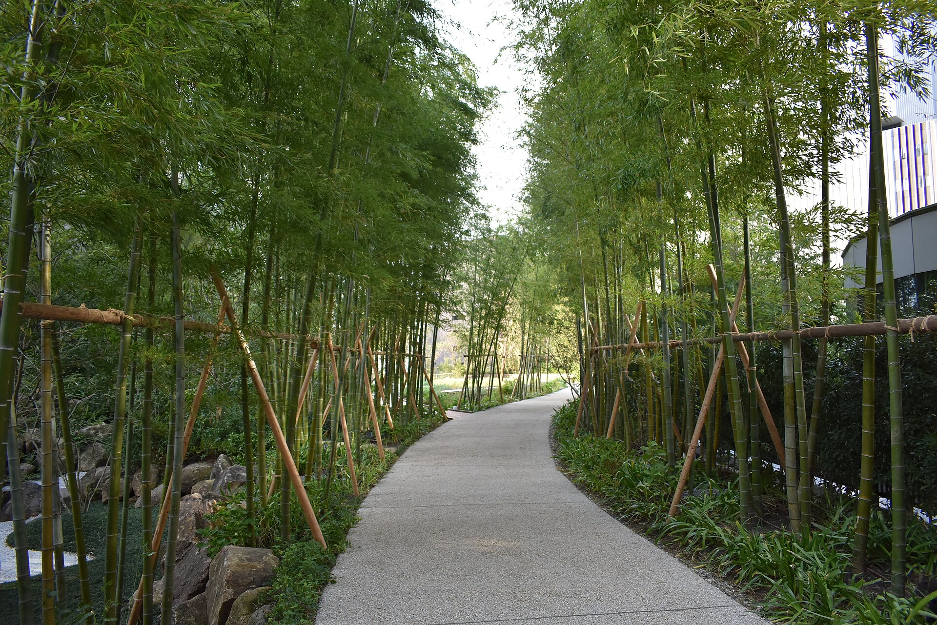 Een pad tussen de bamboe in de hoteltuin