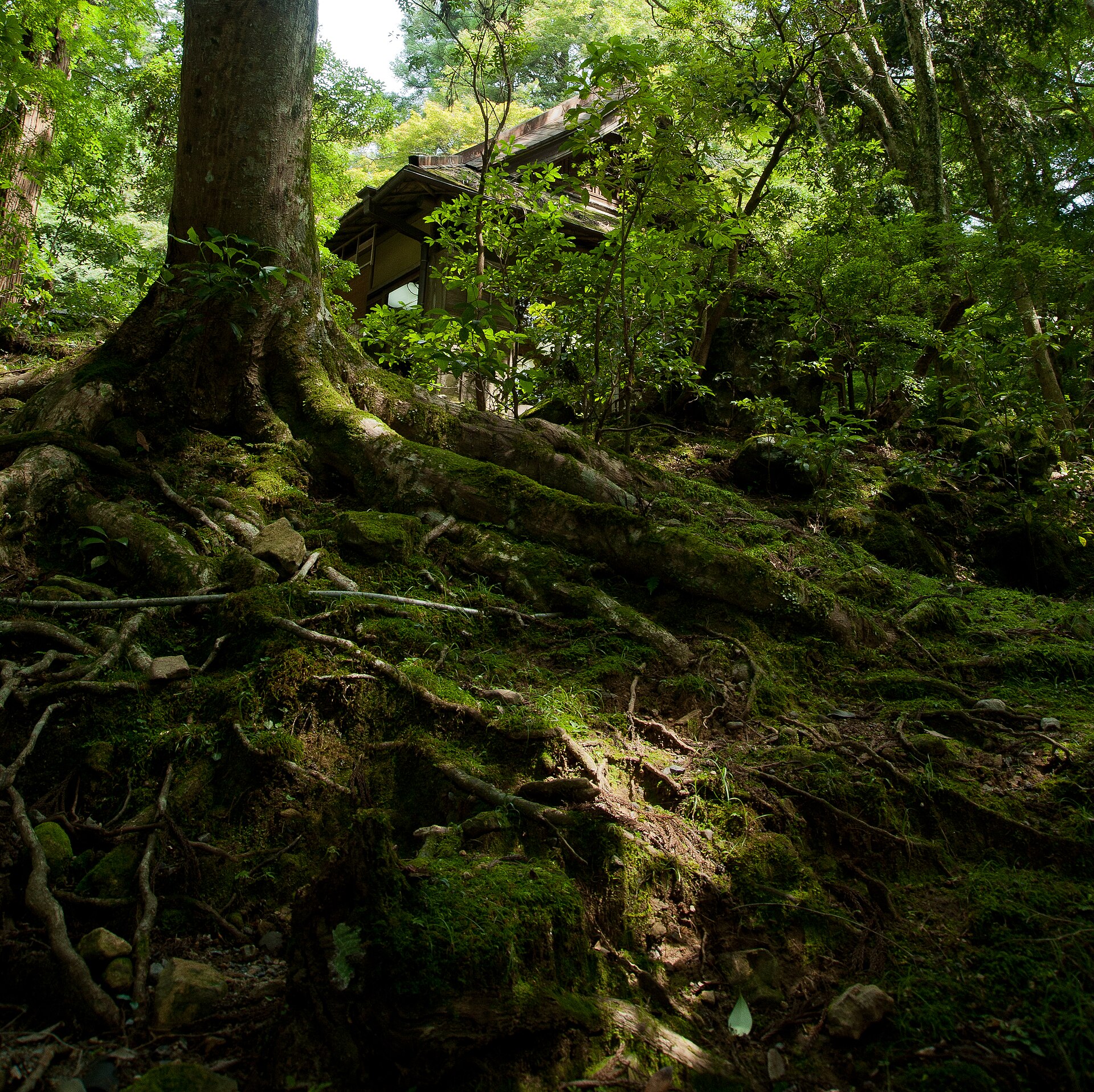 Raíces cubiertas de musgo en el bosque primario del monte Kasuga, detrás del santuario Kasuga Taisha